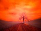 USA-Washington State-Palouse Infrared of lone tree along side country road Art Print